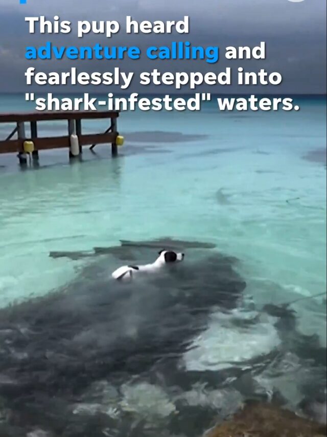 Talk about “shark-infested” waters! This brave pooch made friends with nurse sharks and swam alongside them